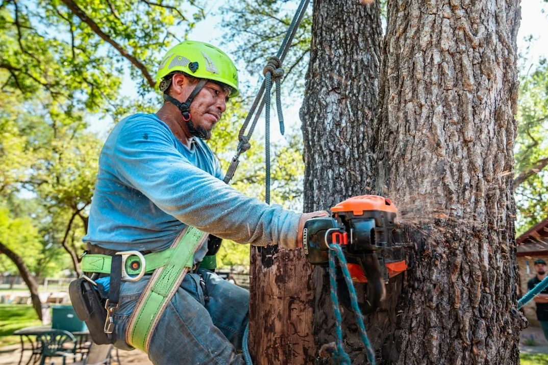 Large Tree Limb Removal in Huntsville, AL